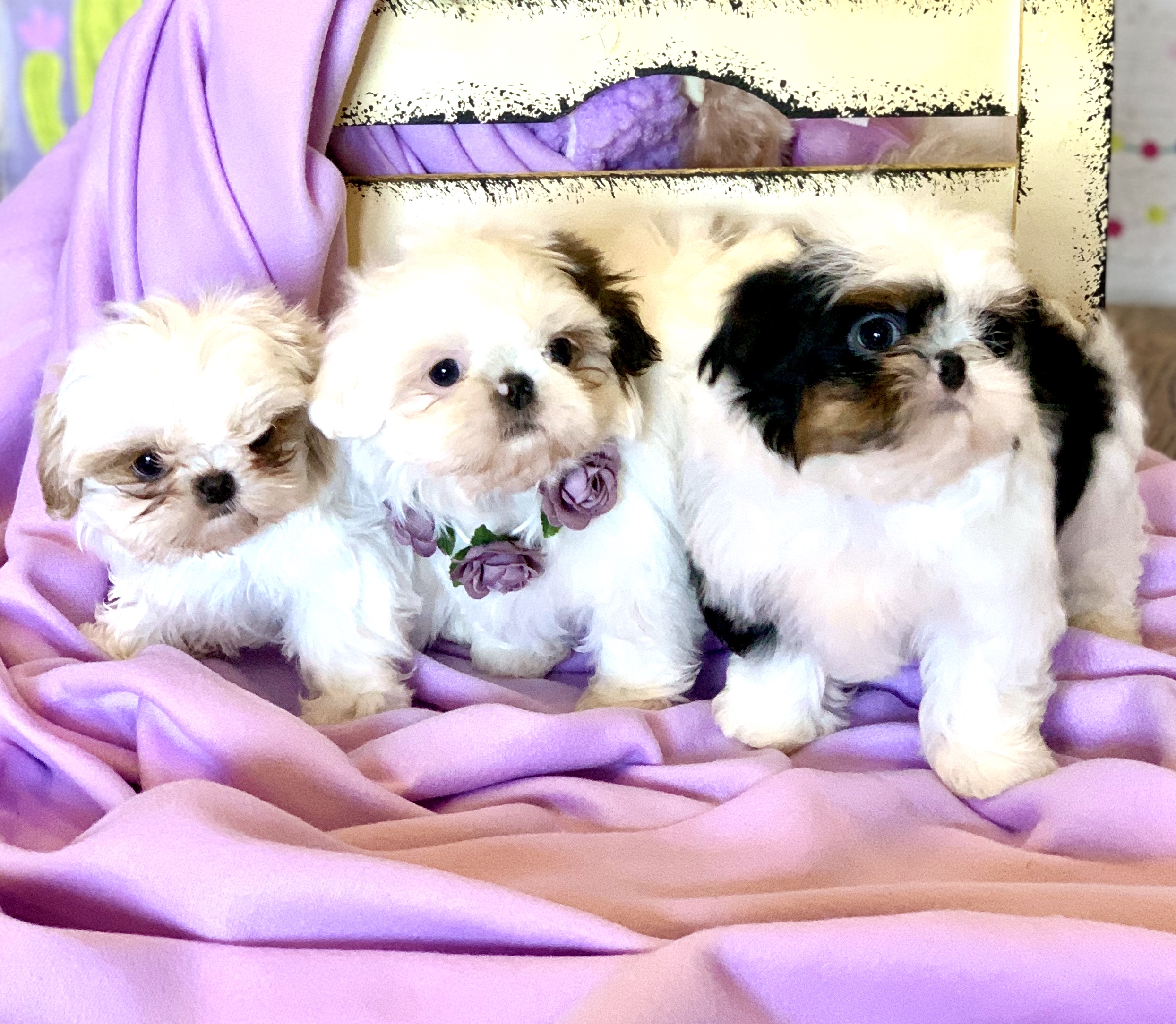 Chihuahua, Pomeranian, Imperial Shih Tzu Welpen vom Züchter mit Papieren
